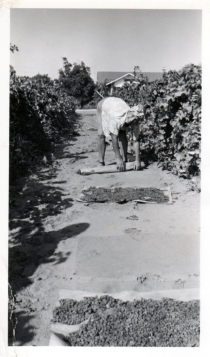 Aunt Lou rolling raisins September 1952