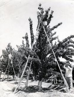 Cherry Picking